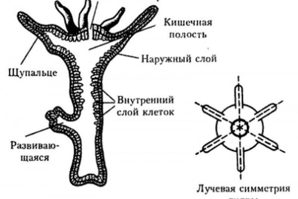 Ссылки мега кракен